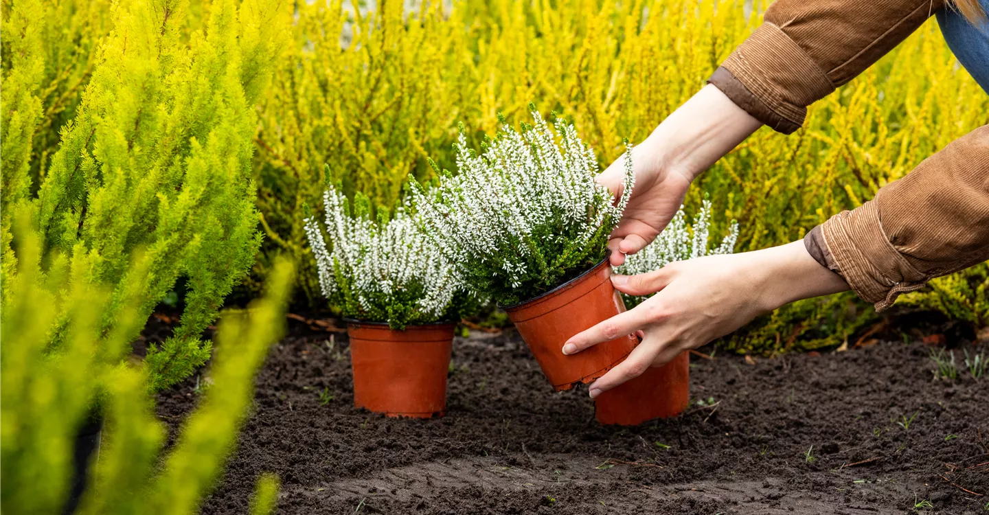 Allgemeine Gartenarbeiten