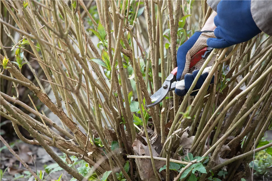 Rückschnitt von Sträuchern – für gepflegte und gesunde Pflanzen