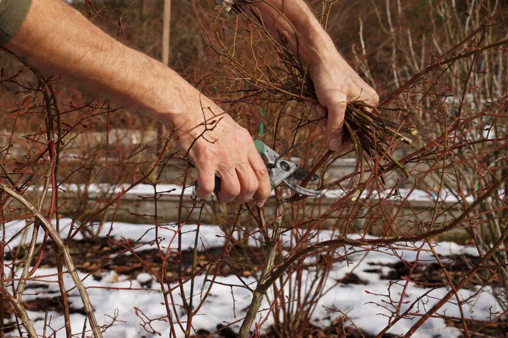 Abgestorbene Äste und Triebe fachgerecht entfernen – schützt Pflanzen und fördert Wachstum
