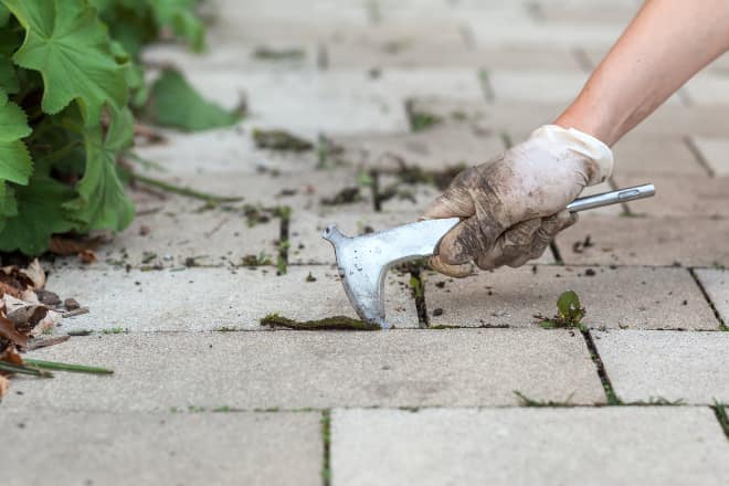 Manuelle Unkrautentfernung in Beeten und Wegen – für gepflegte und saubere Flächen