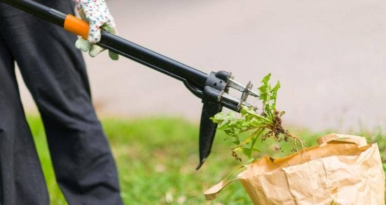 Manuelle Unkrautentfernung im Rasen – für gesunde und gepflegte Grasflächen