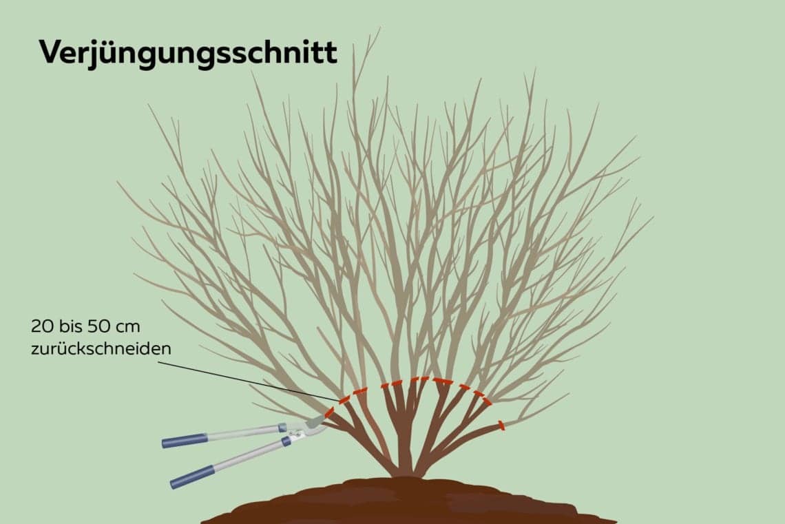 Verjüngungsschnitt von Sträuchern – fördert gesundes Wachstum
